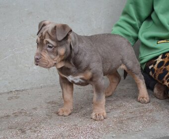 American bully pocket / sharpei - 4