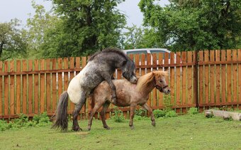 Plemenný hřebec minihorse - miniappaloosa - 4