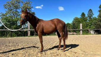 Na prodej: BR Walla Whiz Electric - 4