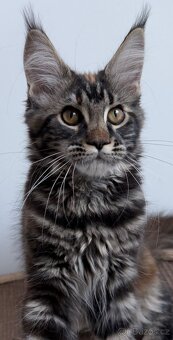 Mainska myvali kotata s PP - 4