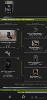 Rottweiler šteňatá - 4