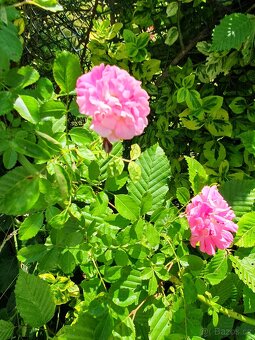 Růže růžová popínavá - 4