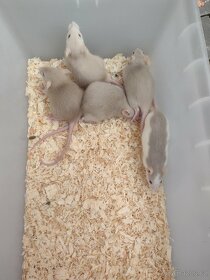 Myši a potkani - 4