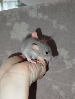 Potkan dumbo - 4