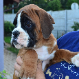 Německý boxer - 4