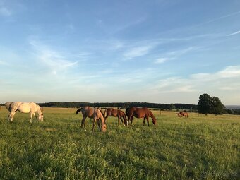 Nabídka ustájení - 4