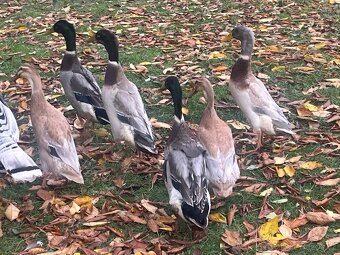 Indický běžec - 4