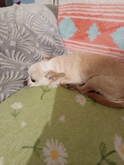 Čivava krátkosrstá - 4