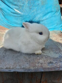 Zakrslý králíček - 4