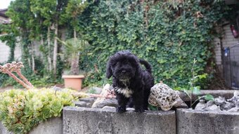 Maltipoo - 4