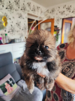 Pomeranian - 4