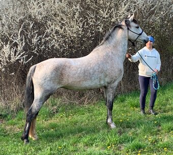 Welsh pony B - 4