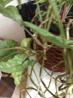 Prodám krásnou velkou kytku - 4