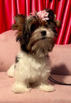 Biewer Jorkšírský teriér fenka s PP - 4