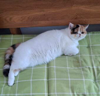 Exotická koťata - 4