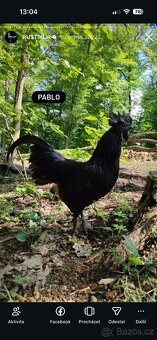 Ayam Cemani kuřátka - 4