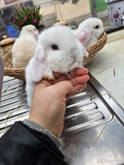 Zakrslý králík - 4