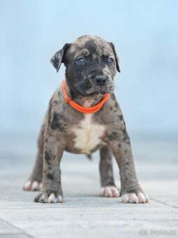 American bully xl, pitbull xxl - 4