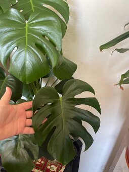 Monstera květina rostlina - 4