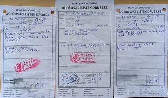 Husa landeská, výstavní chov - 4