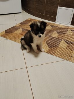 Štěňata Kříženců Německý špic x bordel kolie - 4