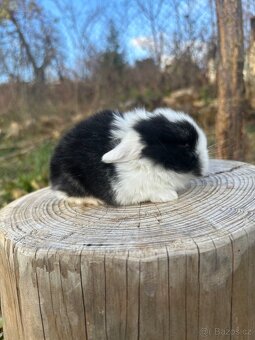 Minilop - zakrslý beránek - 4