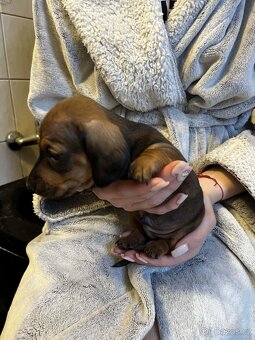 Jezevčík hladkosrstý trpasličí - 4