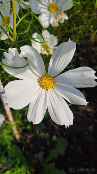 Zářivka velkokvětá (bílá,růžová) - 4