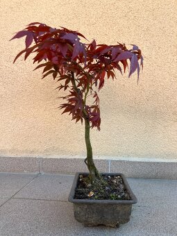 Bonsai, Bonsaj, japonský javor, skalky - 4