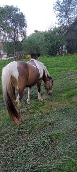 Valach Pony+Čt - 4