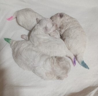 Bišonek - Bichon á poil Frisé - 4