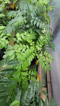 Kari strom, Curry leaves, Murraya koenigii - 4