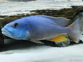 Aristochromis Christyi - 4