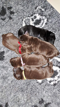 Čokoládová štěňátka labradora s PP - 4
