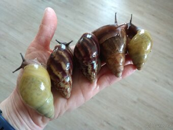 Africký šnek Archachatina Porphyrostoma - 4
