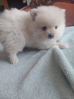 Pomeranian špic - 4