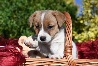 Jack Russell terier s PP - 4