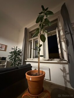 Fikus Elastica - cca 180 cm, včetně květináče - 4