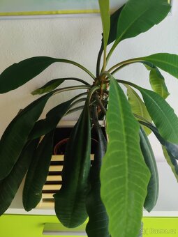 Pokojové květiny - 4