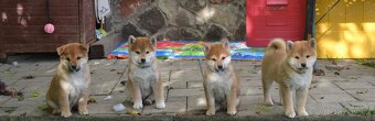 Shiba inu s PP /FCI / - 4
