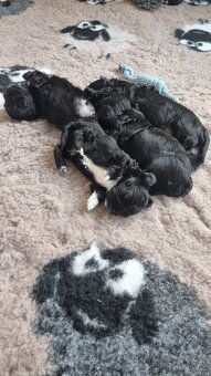 🐾 Ruská barevná bolonka – štěňátka s PP-k odběru - 4