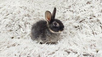 Zakrslý králík, králíček -(REX)-DAISY - 4
