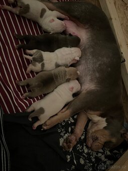 American bully pocket - 4