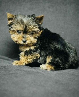 Yorkšírský teriér, Yorkshire, Biewer, Jork - 4