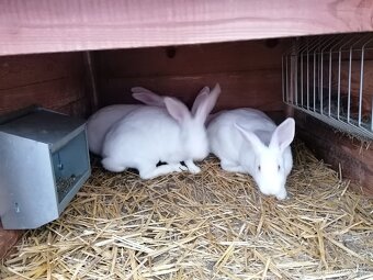 Francouzská Hyla - samice - 4