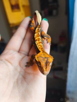 Pagekon řasnatý 1.0 - 4