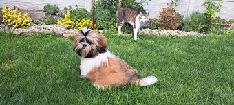 Shih tzu s PP / shihtzu / shi tzu /shi-tzu - 4
