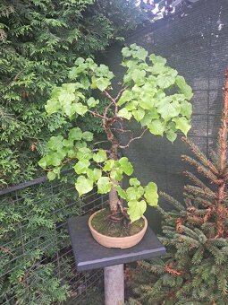 Bonsaj,Bonsai - 4