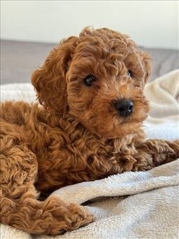 Maltipoo - 4