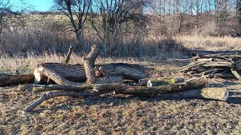 Palivové dřevo - 4